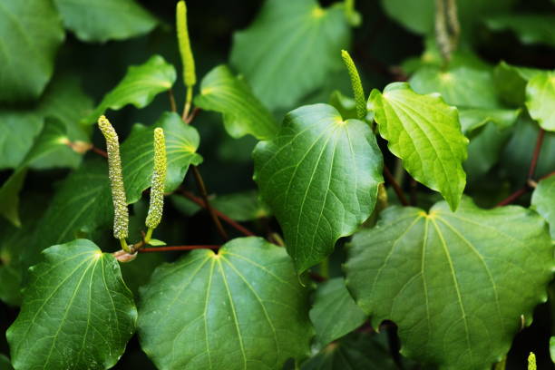 kawakawa